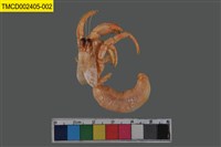 藏品(印紋真寄居蟹)的圖片